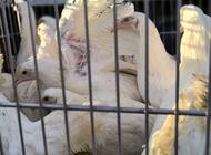 Grajewo ogłoszenia: Posiadam na sprzedaż młode kury leghorn, Rossa,kolor itp. w razie... - zdjęcie