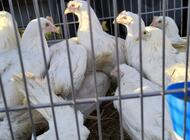 Grajewo ogłoszenia: Posiadam na sprzedaż młode kury leghorn, Rossa,kolor itp. w razie... - zdjęcie